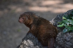 動物園⑥