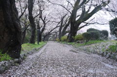 雨の中の花見