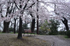 桜とベンチ