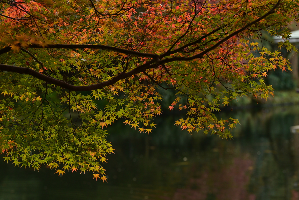 紅葉までもう少し