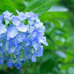 Colour