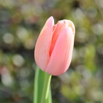 lac