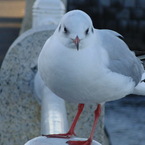 saito61