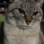 マヨピー
