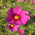 chi_2525