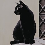 クロ猫