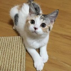 きゃにこ