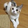 きゃにこ