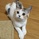 きゃにこ