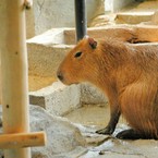キキmochi