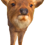 mopi