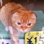 hide28soba