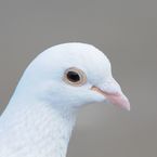 ミノリ