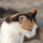 ニャンコ先輩