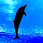sky-dolphin