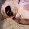 たっぷちゃん
