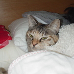 猪名川伍朗