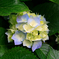 mkys_24