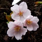 染井吉野