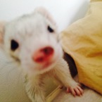 えにー