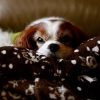 うさぎ犬