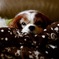うさぎ犬