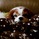 うさぎ犬