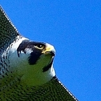 Potetochip