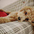 Toypoo