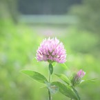 ショウリュウ