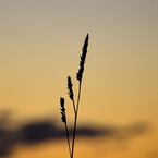 木陰