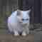 ぶさぬこ