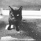 hachi_rou