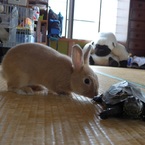 cocoa亀吉