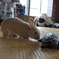 cocoa亀吉