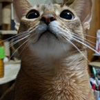 koebi