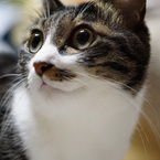 SENKA