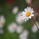 citrus_k