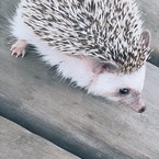 ちゃーか