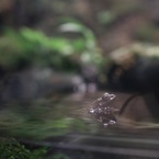 夏目華