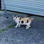 夕