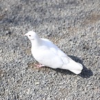 YOSAKU