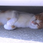 狐火(きつねび)