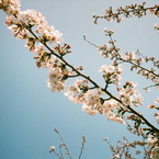 ri-qun