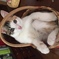 pokketarou