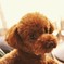 H・Shiba