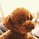 H・Shiba