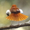 genmy_bird
