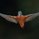 ニャンタ
