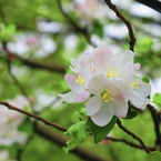 suzu.